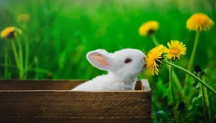 宁忠岩确认以球员身份加盟“东北超”哈尔滨队